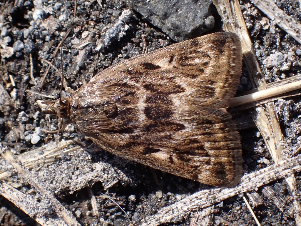 Loxostege brunneitincta, California species