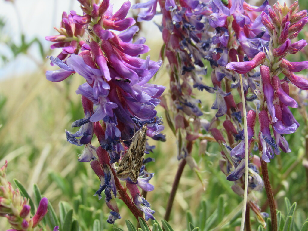 Loxostege cereralis, California species