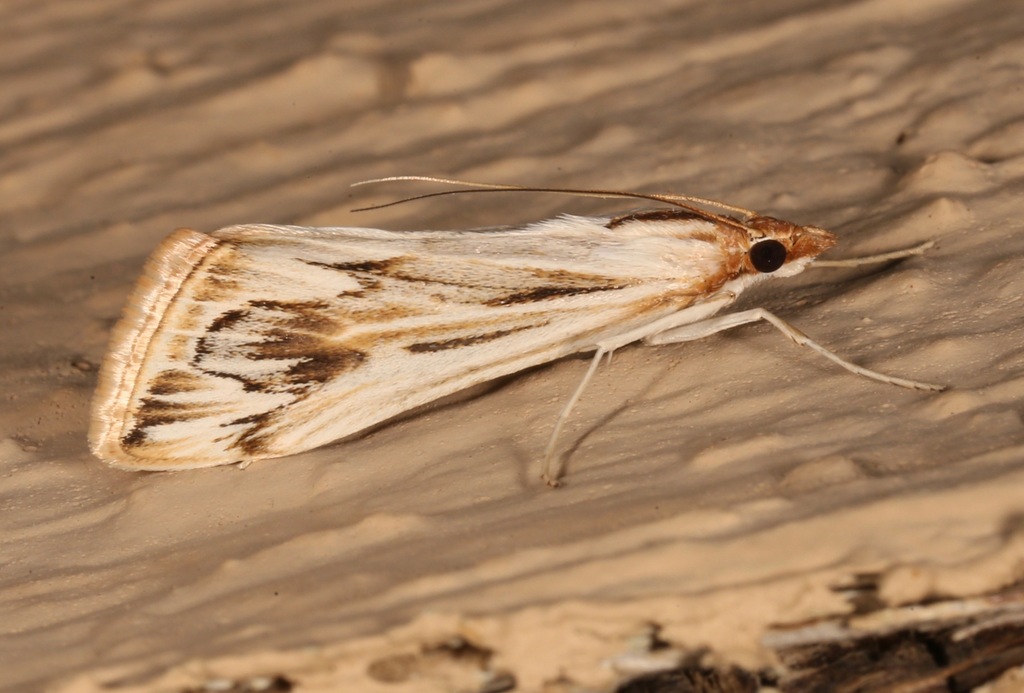 Loxostege oberthuralis (Oberthür’s Loxostege), California species