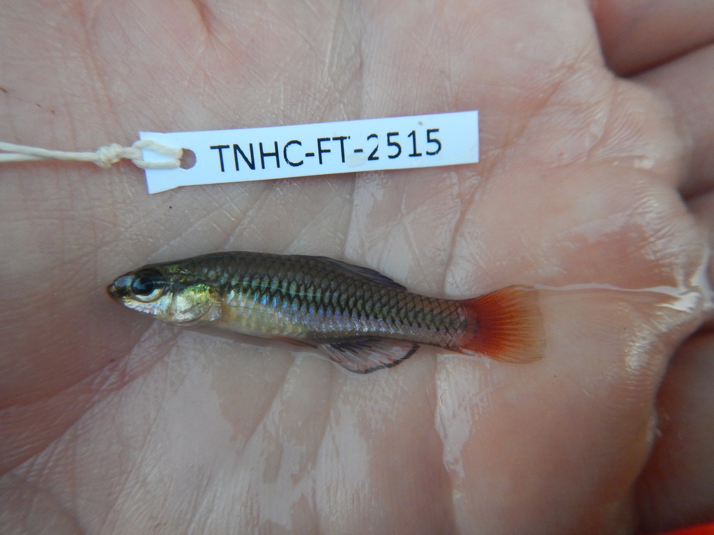 Lucania goodei (Bluefin Killifish), California species
