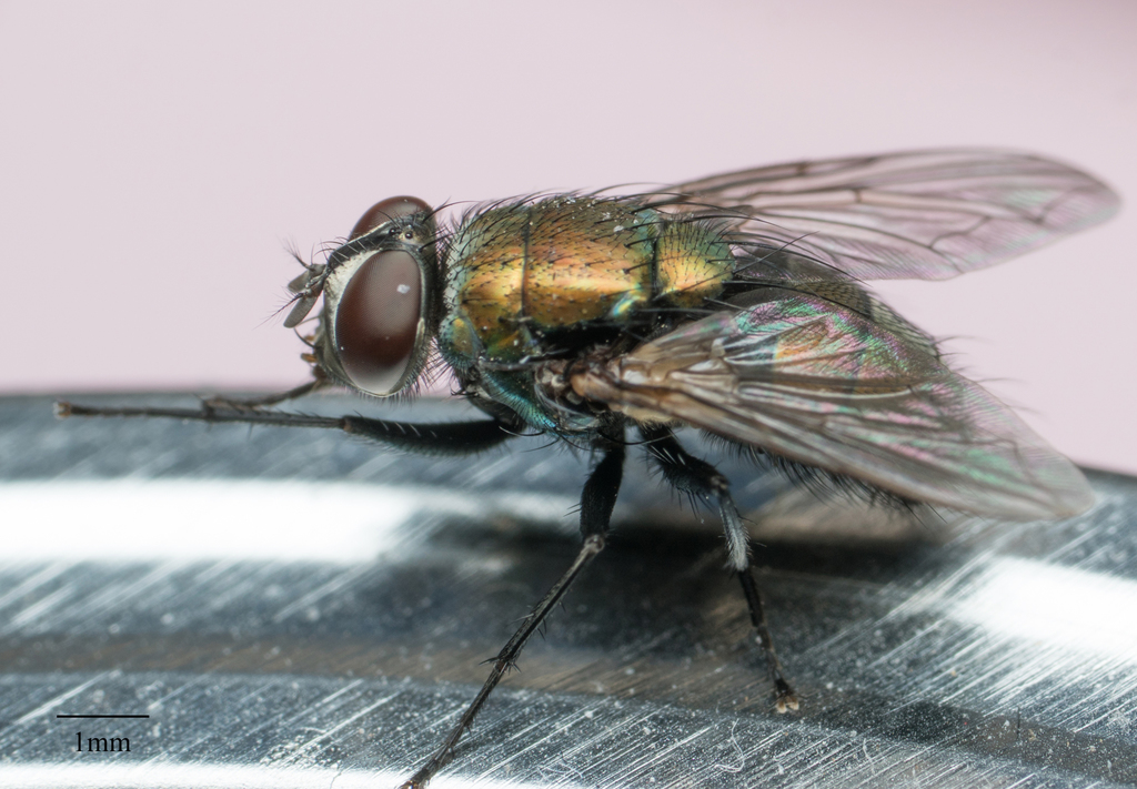 Lucilia cuprina (Australian Sheep Blow Fly), California species