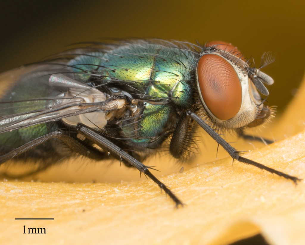 Lucilia sericata (Common European Greenbottle Fly), California species