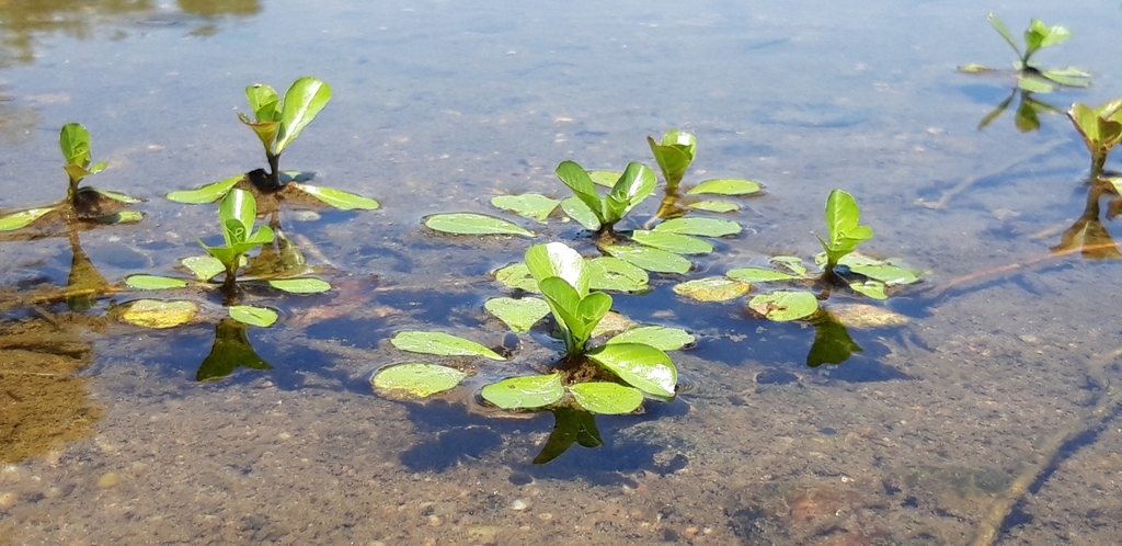 Ludwigia grandiflora (Large-flowered primrose-willow), non-native California subshrub