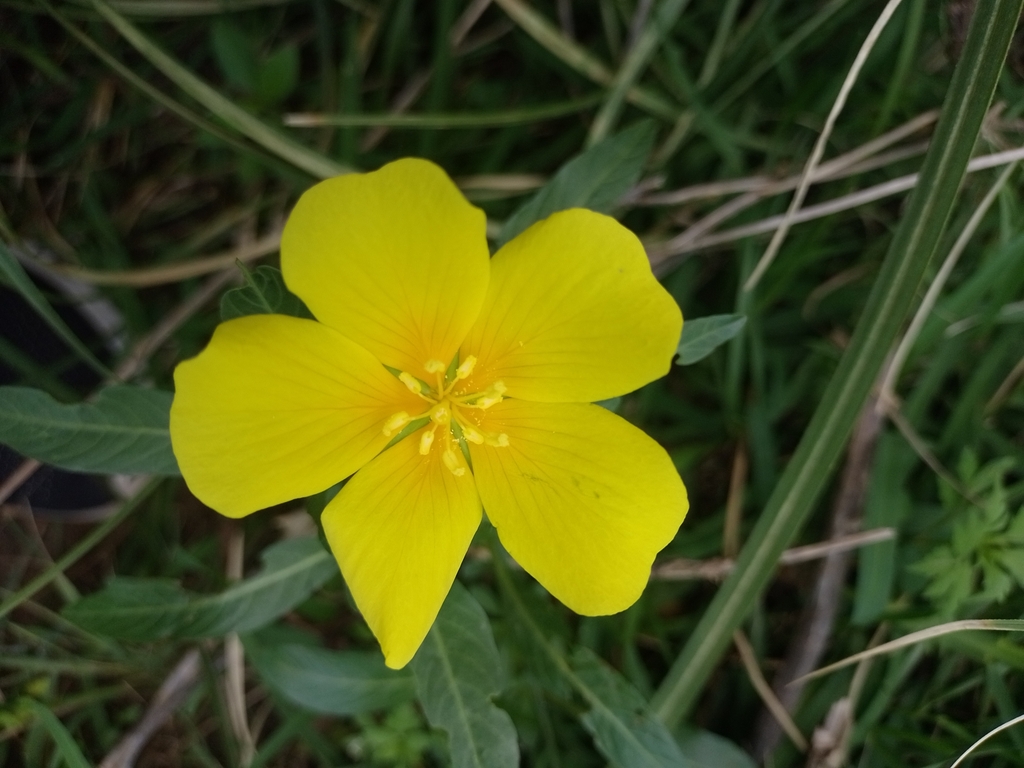 Ludwigia hexapetala (Uruguayan primrose-willow), non-native California perennial
