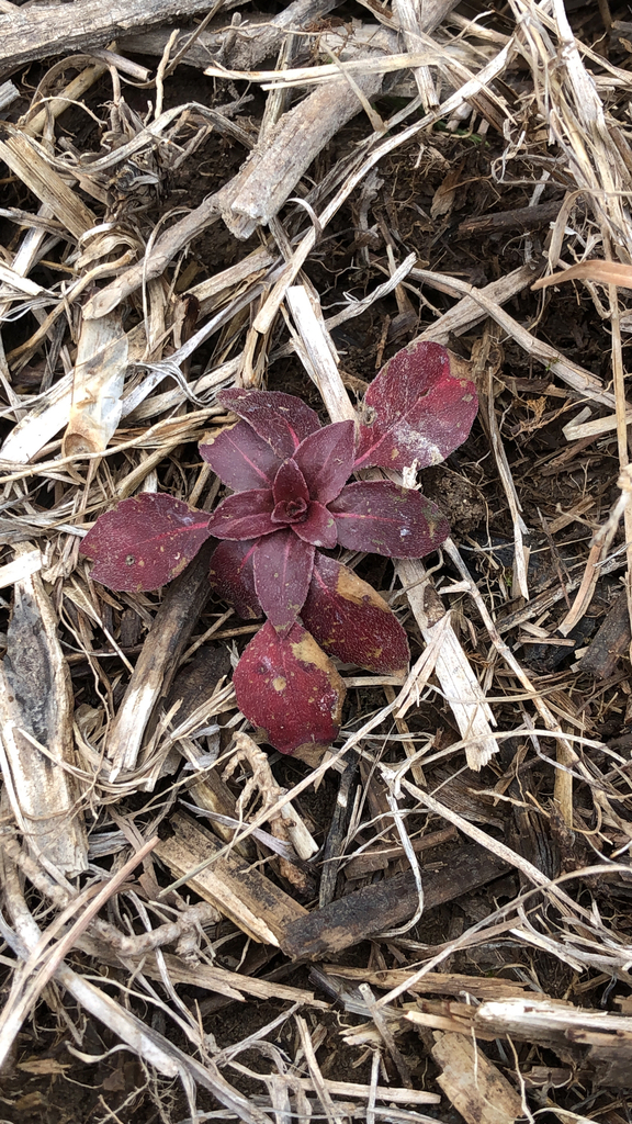 Ludwigia palustris (Marsh purslane), native California herb