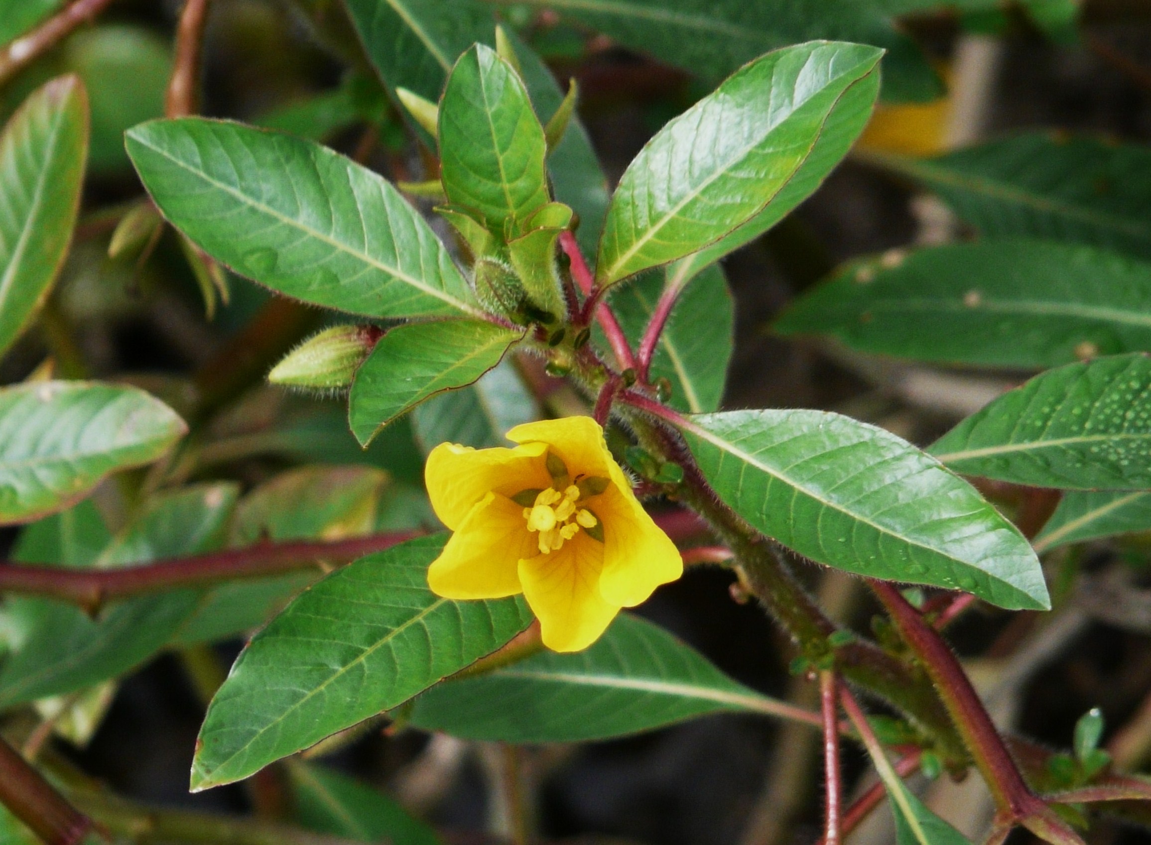 Ludwigia peploides — parent species of Ludwigia peploides subsp. peploides