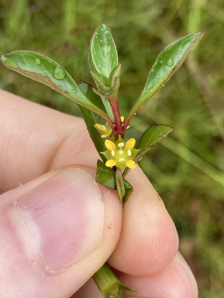 Ludwigia repens (Creeping primrose willow), native California herb