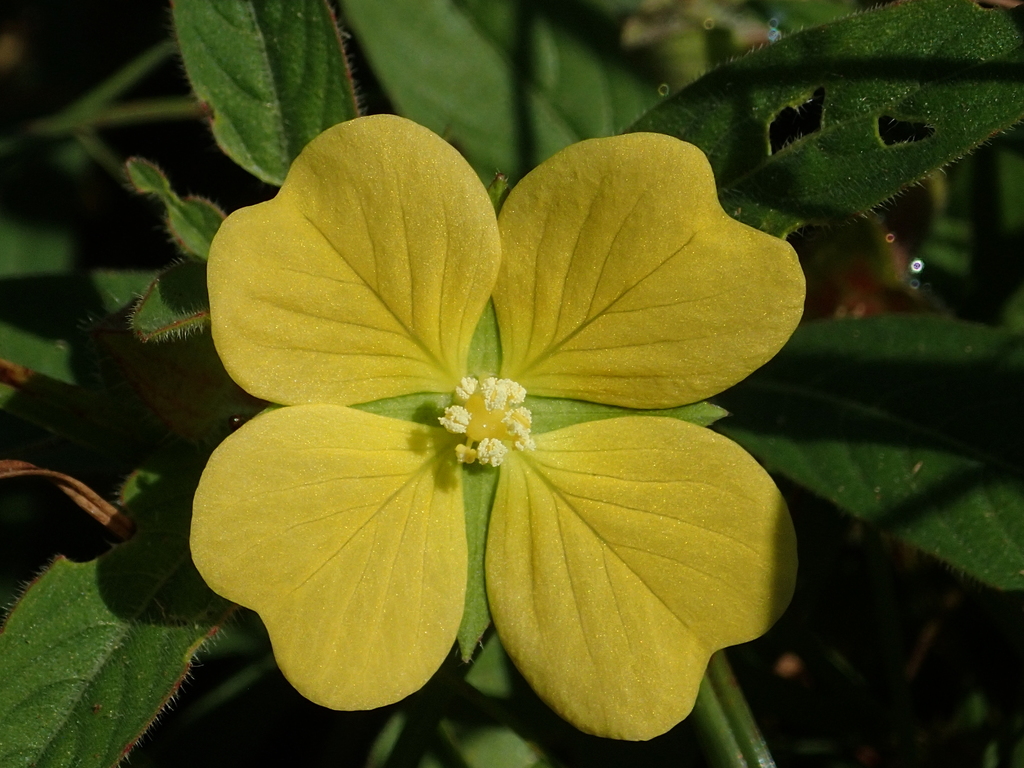 Ludwigia sp. (False loosestrife), non-native California annual