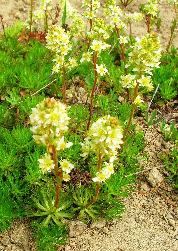 Luetkea pectinata (Partridge foot), native California subshrub