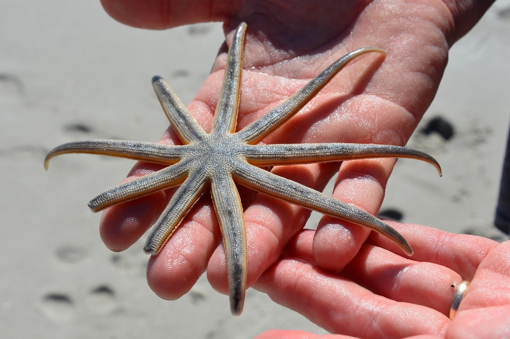 Luidia foliolata (Sand Star), California species