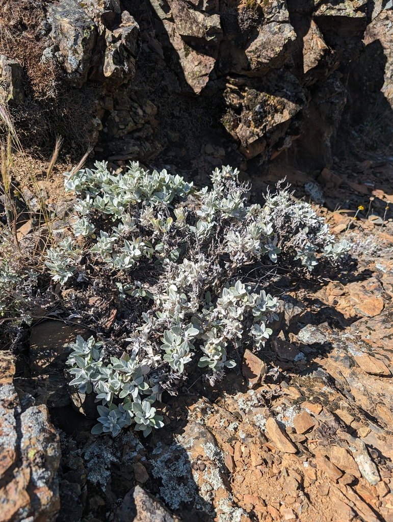 Luina hypoleuca (Little leaf luina), native California subshrub