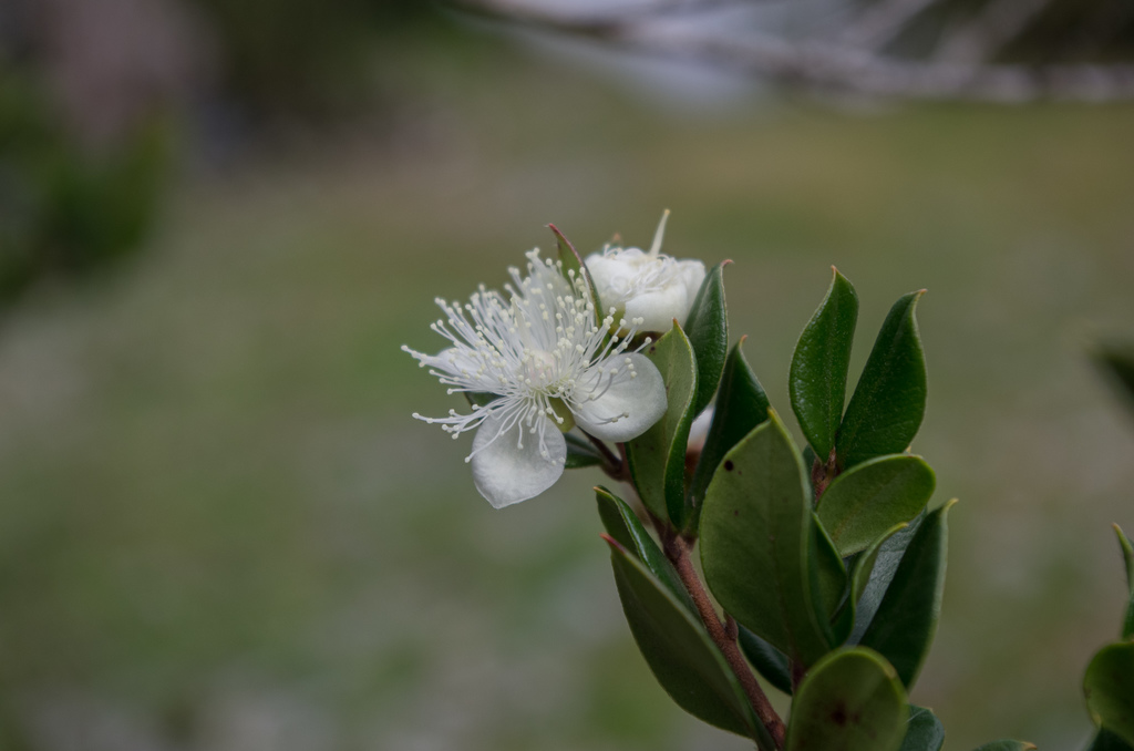 Luma apiculata (Arrayan), non-native California shrub / tree