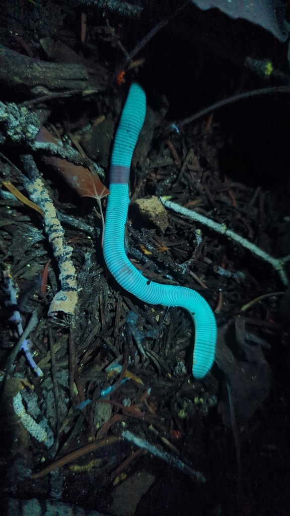Lumbricus terrestris (Common Earthworm), California species