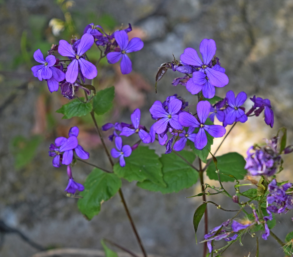 Lunaria annua (Annual honesty), non-native California herb