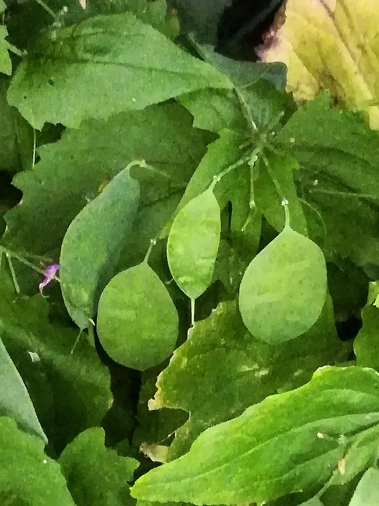 Lunaria sp. (Money plant), non-native California perennial