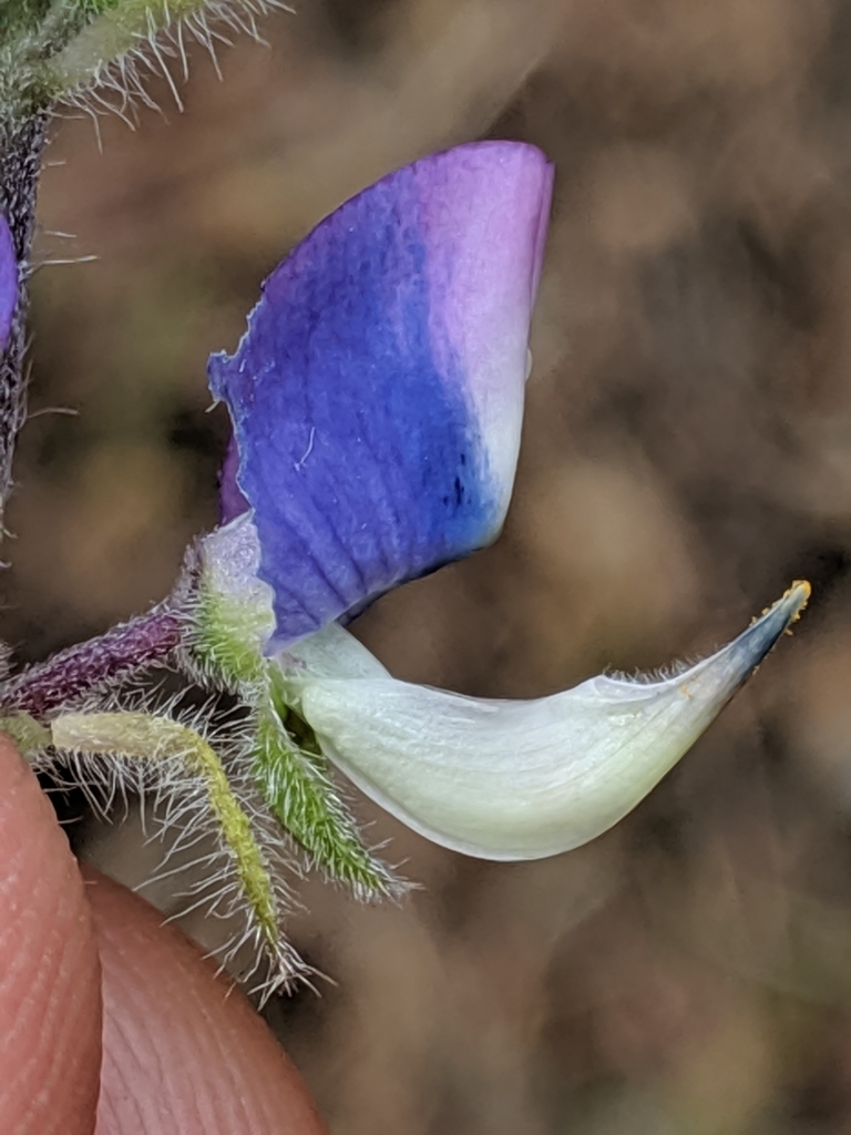 Lupinus affinis (Fleshy lupine), native California herb