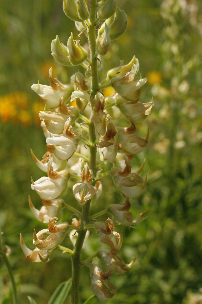 Lupinus albicaulis (Sickle keeled lupine), native California herb