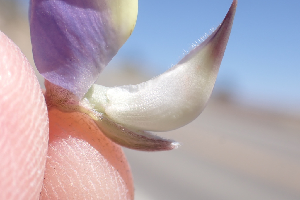 Lupinus albifrons var. albifrons (Silver bush lupine), native California shrub