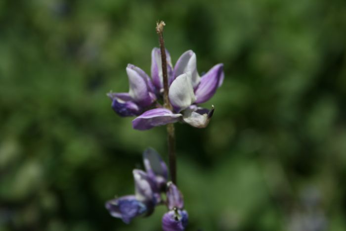 Lupinus albifrons (Silver bush lupine), native California shrub