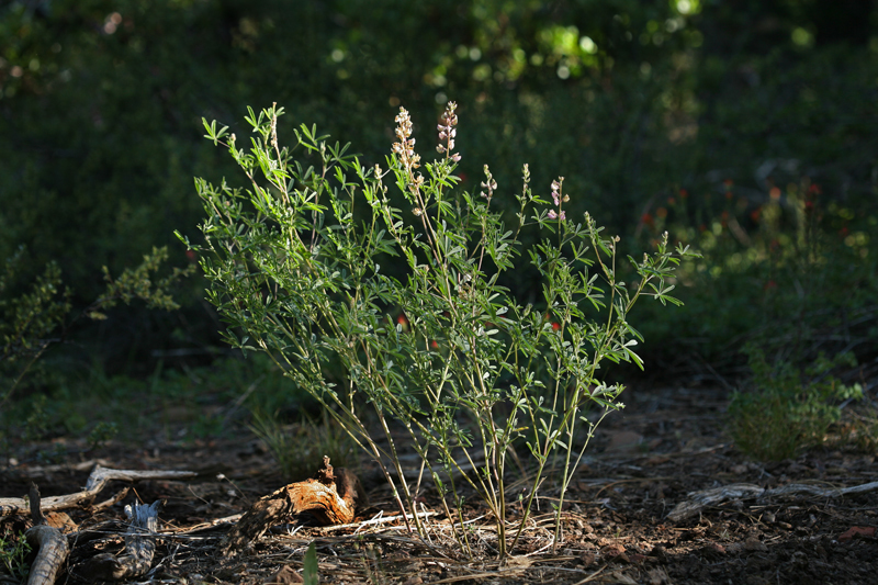Lupinus andersonii (Anderson's lupine), native California herb