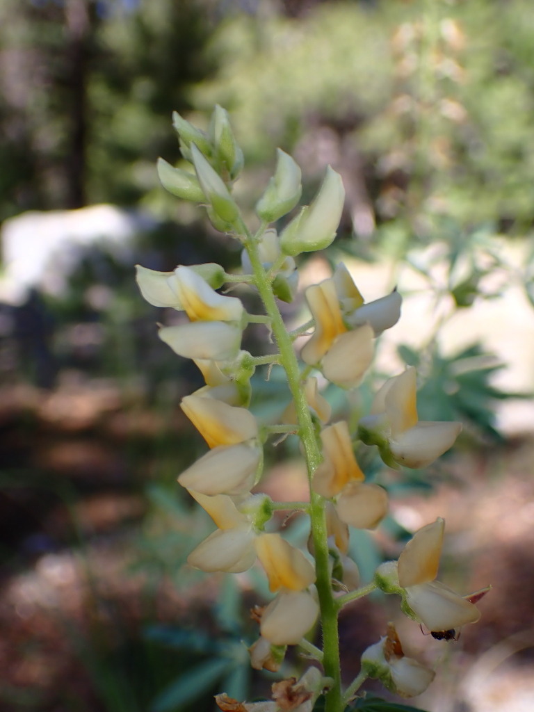 Lupinus angustiflorus (Narrow flowered lupine), native California herb