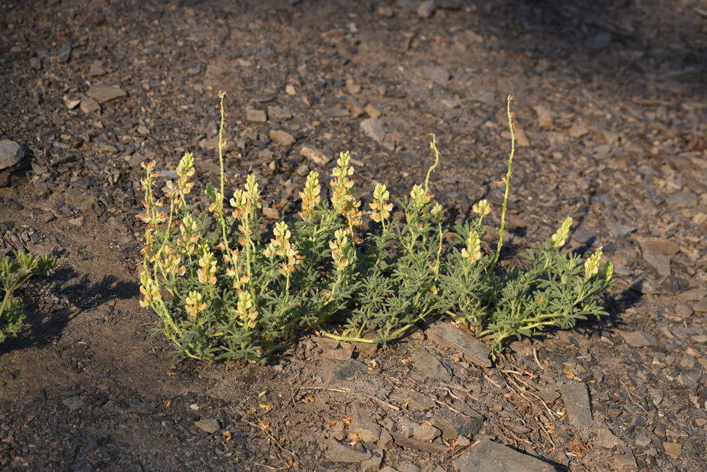 Lupinus adsurgens (Drew's silky lupine), native California subshrub