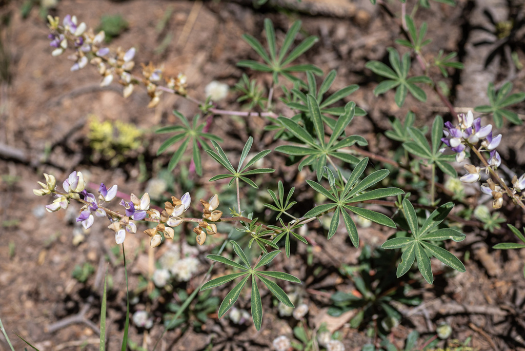 Lupinus apertus (Summit lupine), native California herb