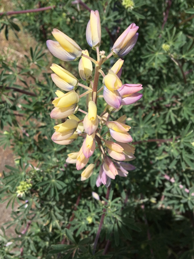 Lupinus arboreus var. eximius (San Mateo tree lupine), California species
