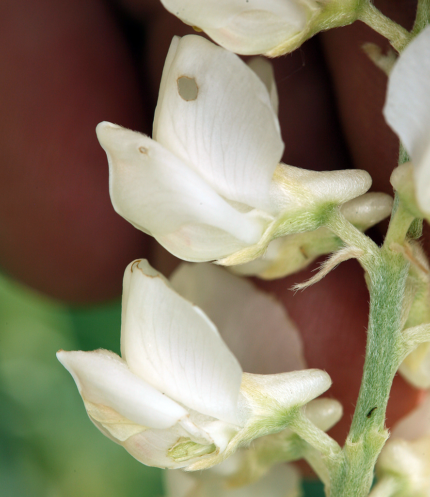 Lupinus arbustus (Spurred lupine), native California subshrub
