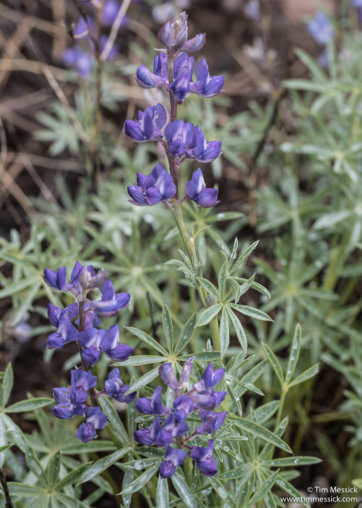 Lupinus argenteus var. meionanthus (Small flowered sierran lupine), native California perennial