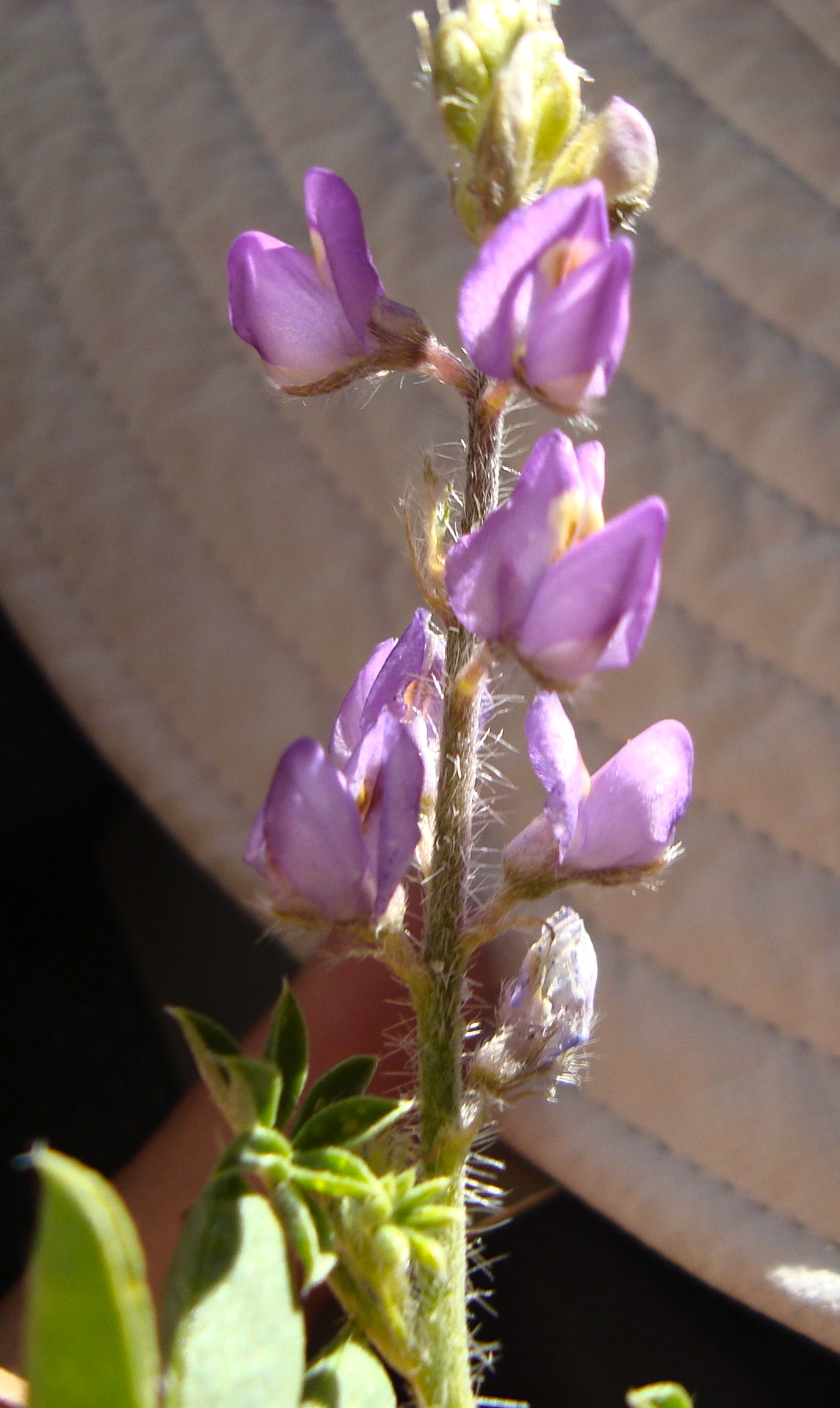 Lupinus arizonicus (Arizona lupine), native California herb