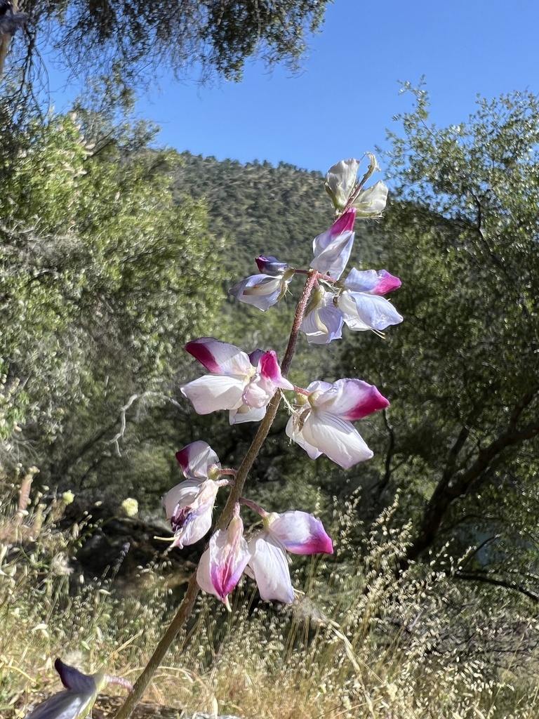 Lupinus benthamii (Spider lupine), native California herb