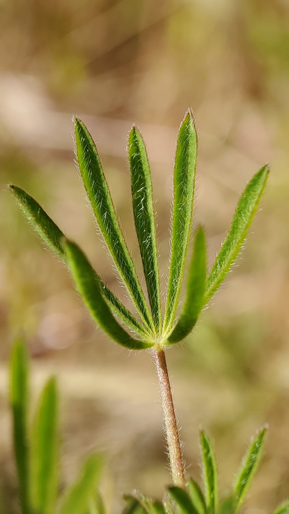 Lupinus bicolor (Miniature lupine), native California herb