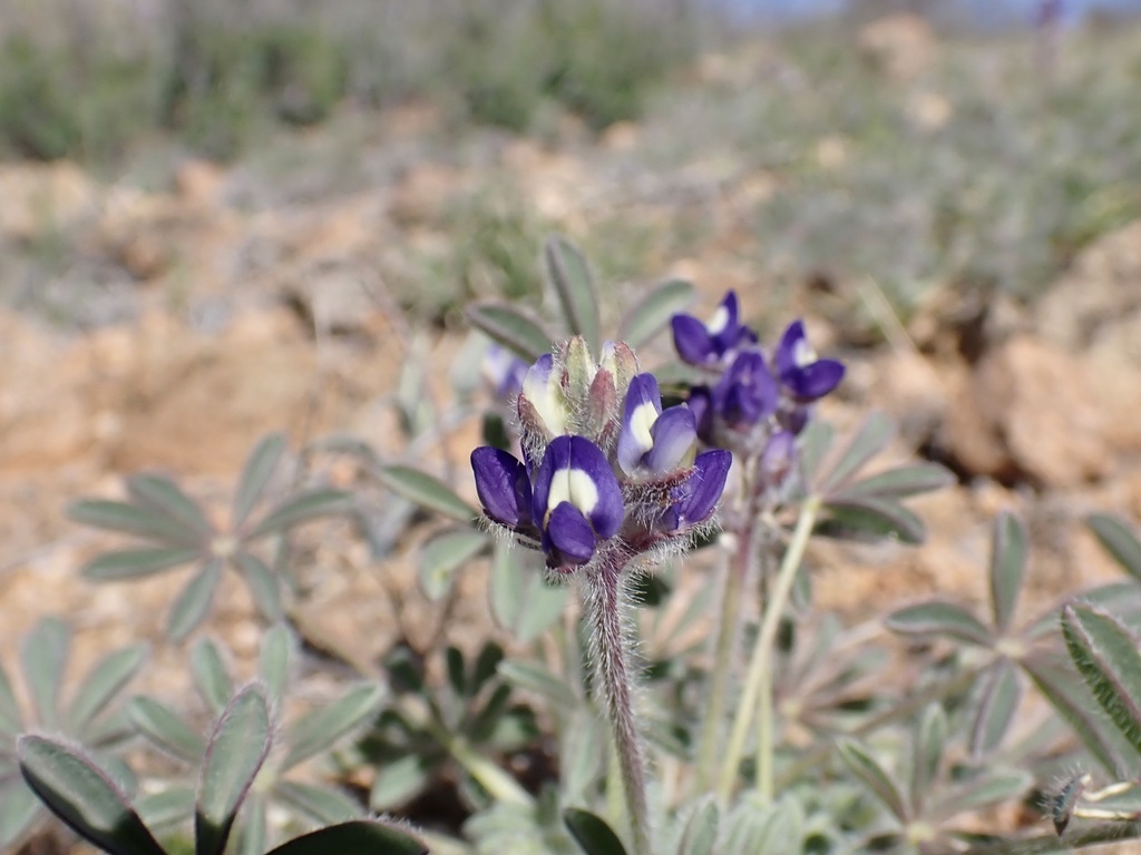 Lupinus brevicaulis (Sand lupine), native California herb