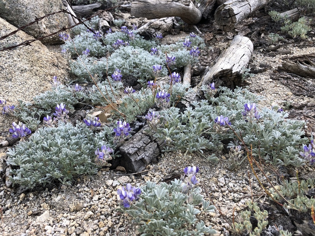 Lupinus breweri (Brewer's lupine), native California subshrub
