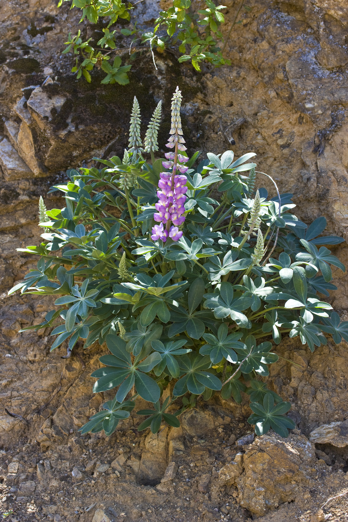 Lupinus cervinus (Santa lucia lupine), native California herb