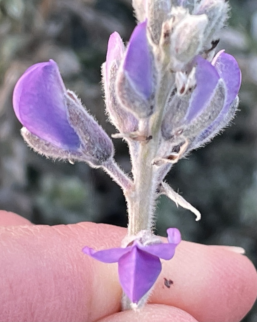Lupinus chamissonis (Dune bush lupine), native California shrub