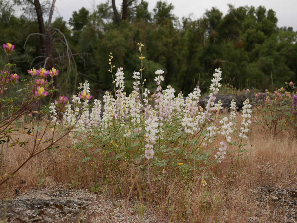 Lupinus citrinus (Fragrant lupine), native California herb