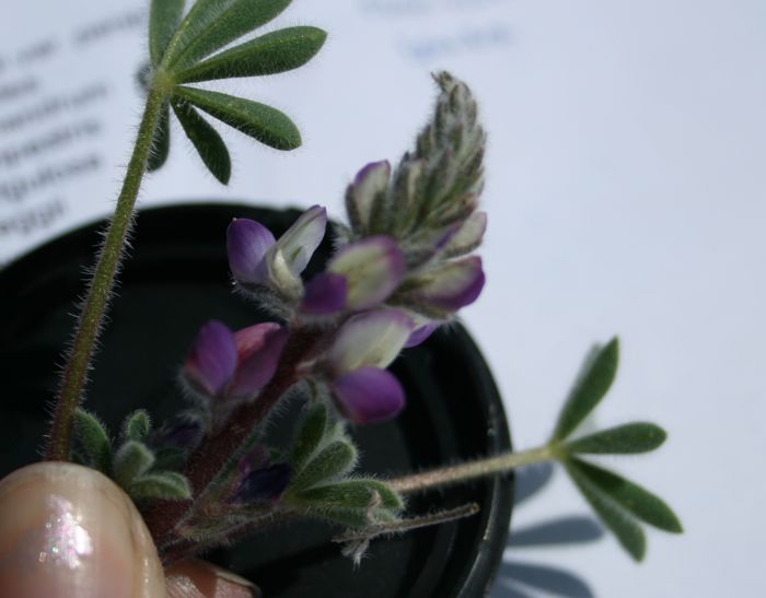 Lupinus concinnus (Bajada lupine), native California herb