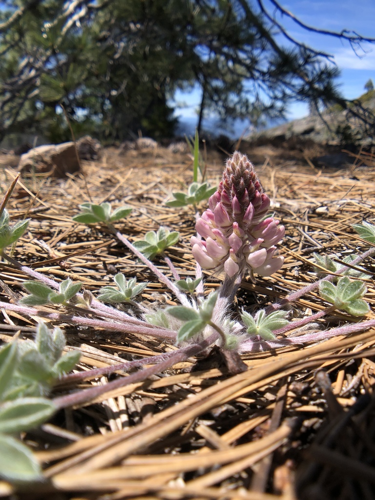 Lupinus constancei (The lassics lupine), native California herb