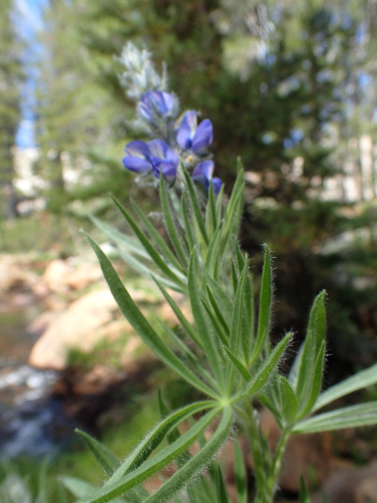 Lupinus covillei (Coville's shaggy lupine), native California herb