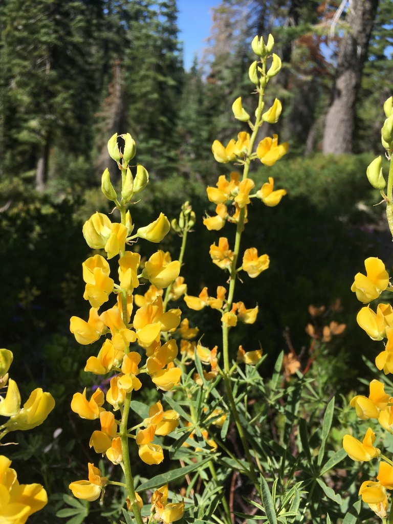 Lupinus croceus — parent species of Lupinus croceus var. pilosellus