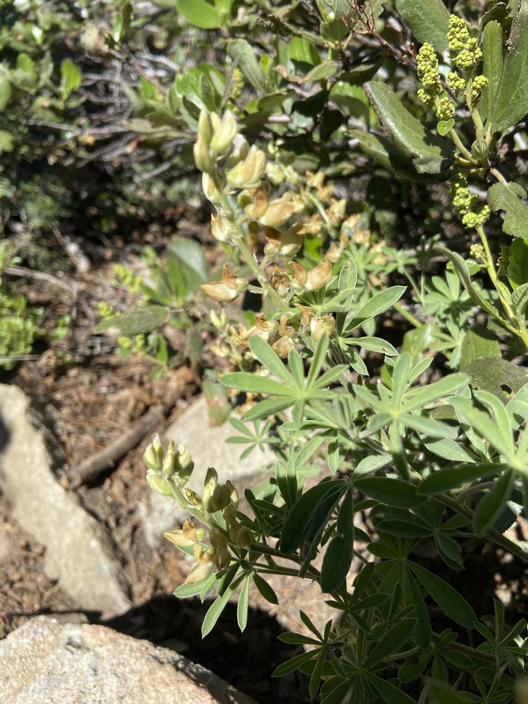Lupinus dalesiae (Quincy lupine), native California herb