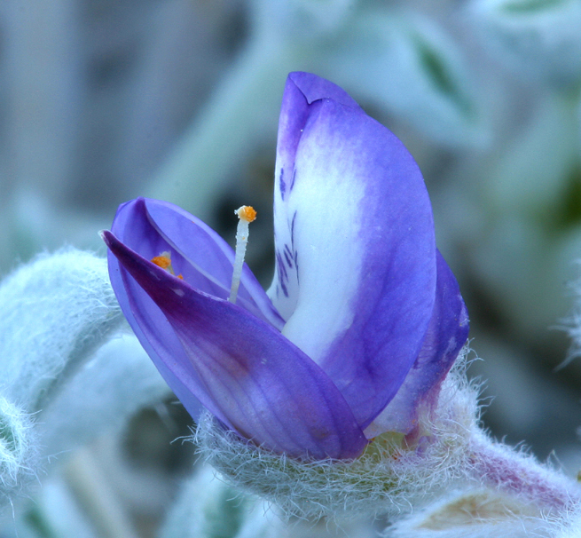 Lupinus duranii (Mono lupine), native California herb