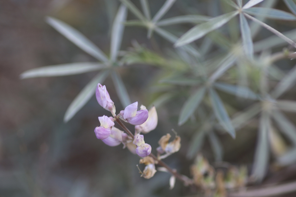 Lupinus elatus (Silky lupine), native California herb