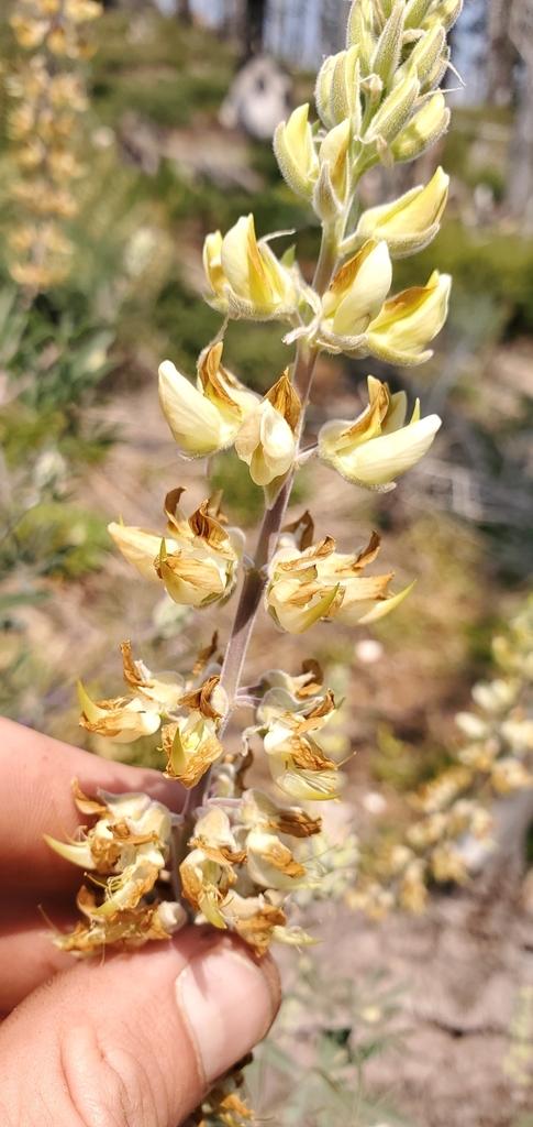 Lupinus elmeri (South fork mountain lupine), native California herb