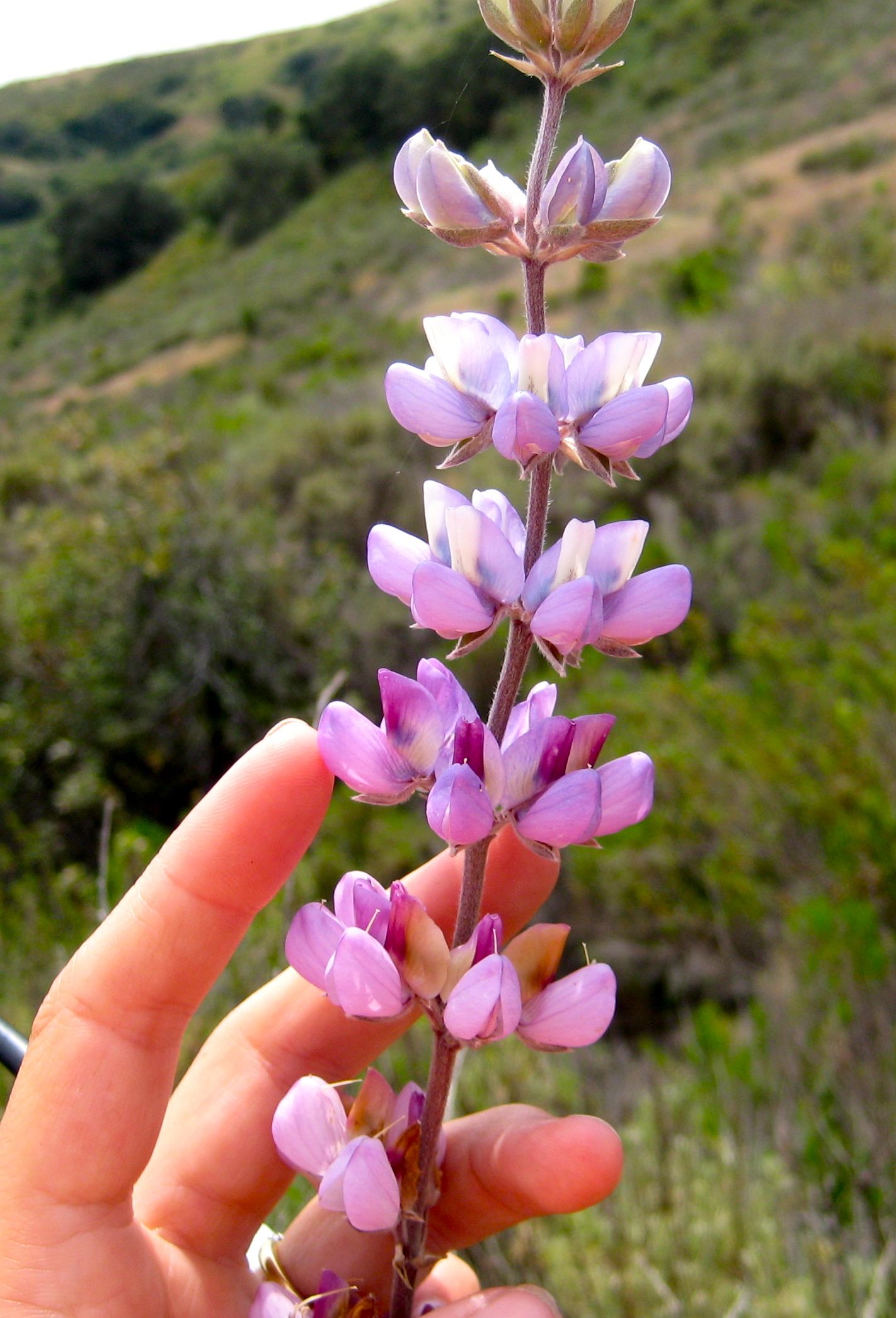 Lupinus excubitus (Desert bush lupine), native California shrub