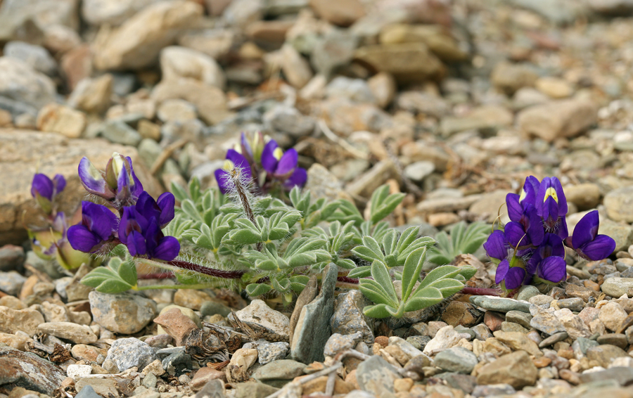 Lupinus flavoculatus (Yellow eyed lupine), native California herb