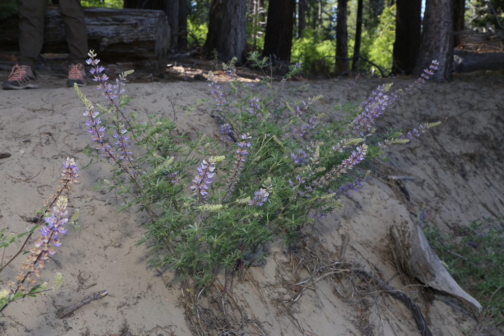 Lupinus fulcratus (Green stipuled lupine), native California herb