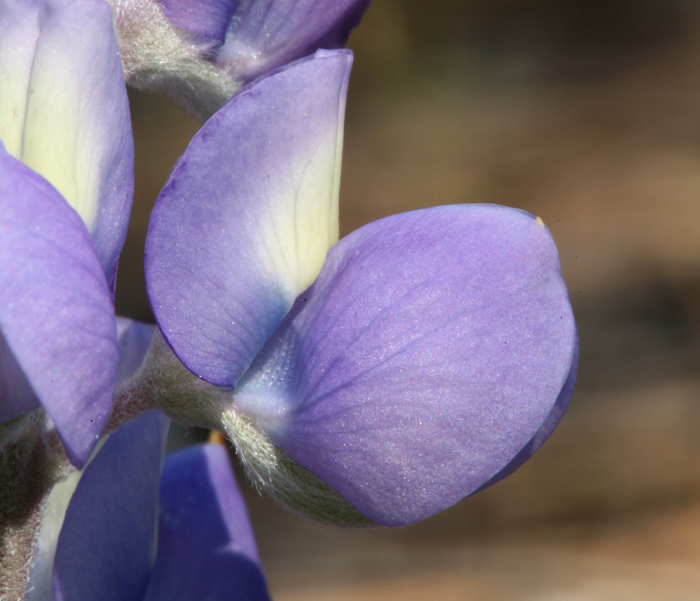 Lupinus grayi (Gray's lupine), native California subshrub